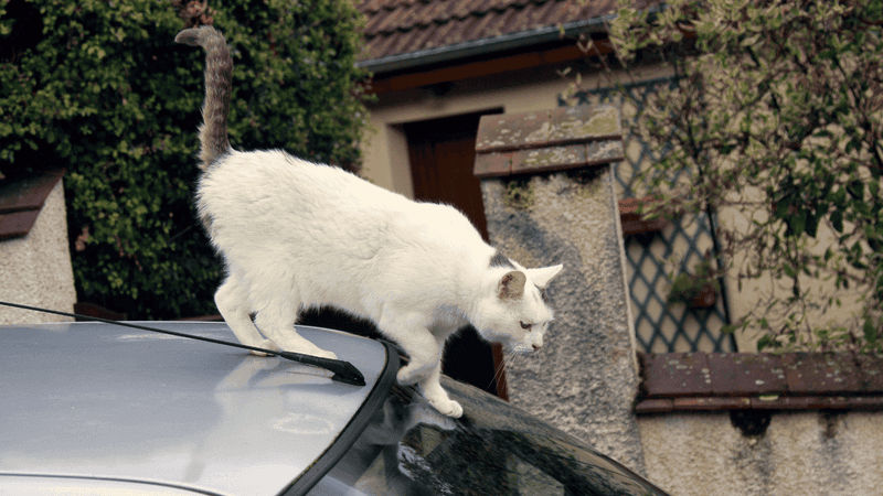 Car Alarms