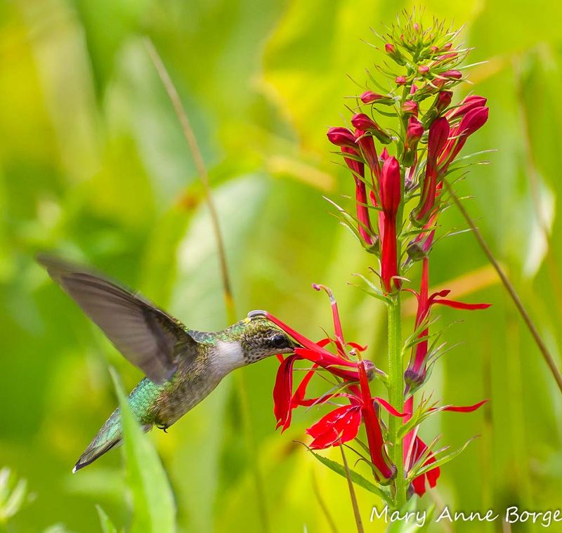 Cardinal Flower