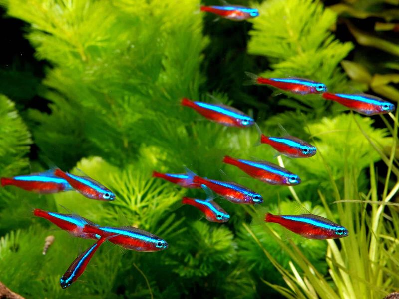 Cardinal Tetra