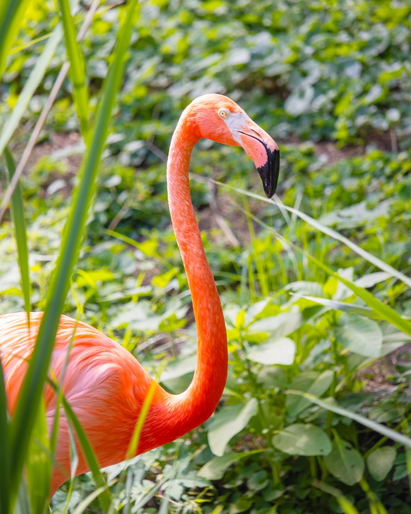 Caribbean Flamingo