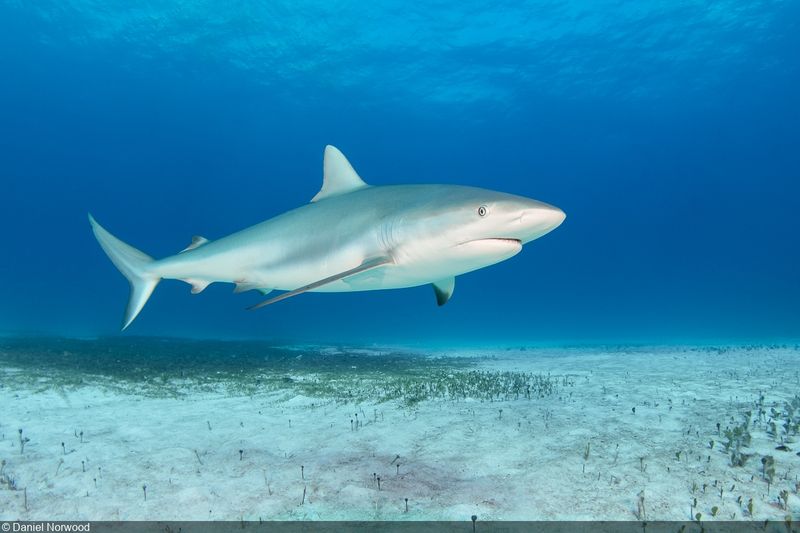 Caribbean Reef Shark