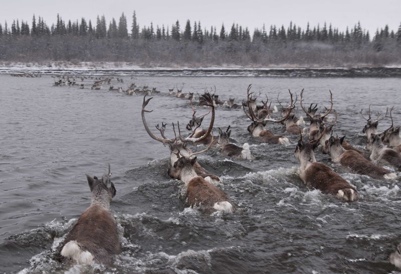 Caribou Migration