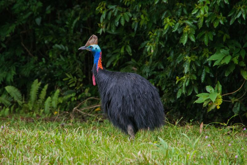 Cassowary