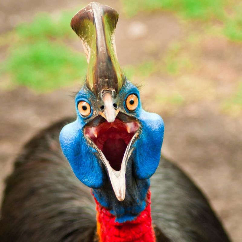 Cassowary