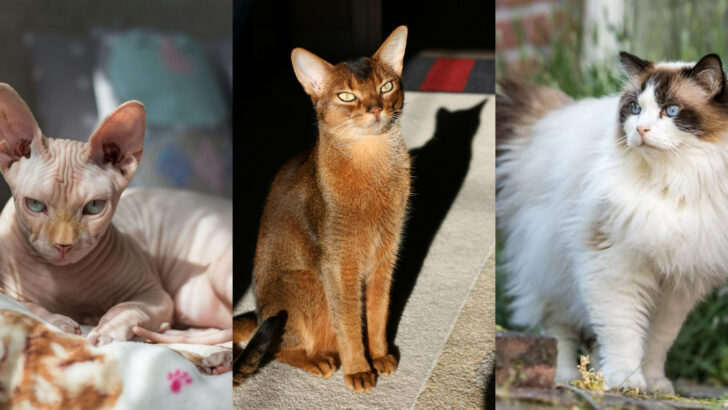 Cat Breed for Every Zodiac Sign