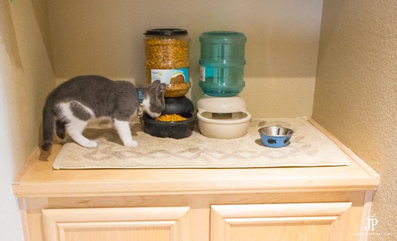 Cat Food Storage