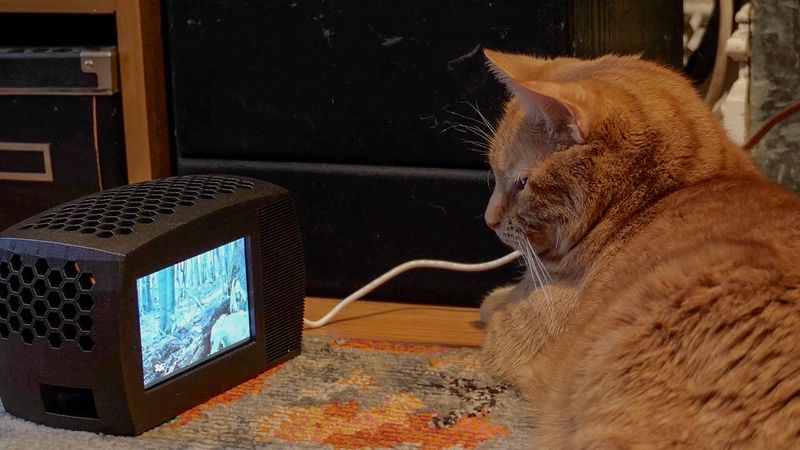 Cat TV