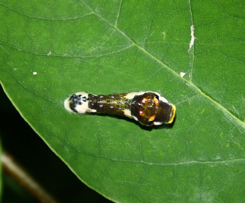 Caterpillar of the Spicebush Swallowtail