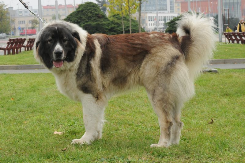 Caucasian Shepherd