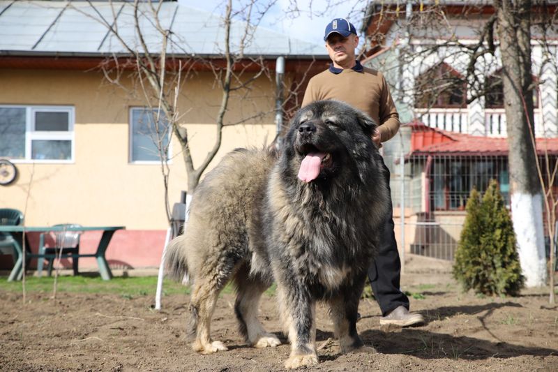 Caucasian Shepherd Dog