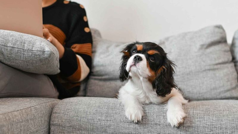 Cavalier King Charles Spaniel