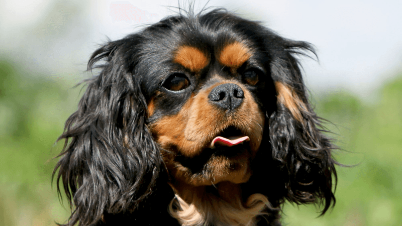 Cavalier King Charles Spaniel