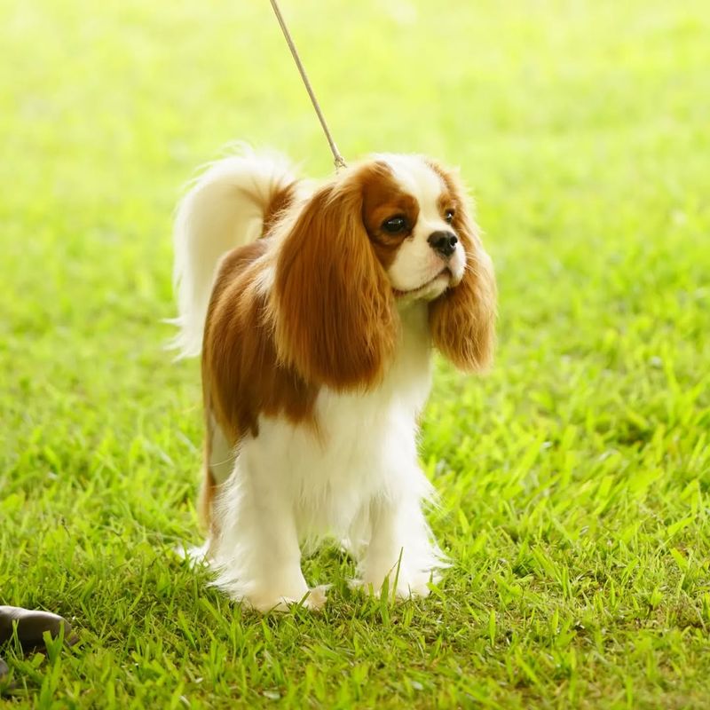 Cavalier King Charles Spaniel