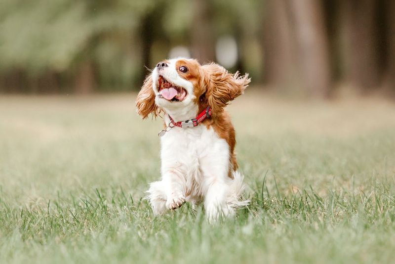 Cavalier King Charles Spaniel