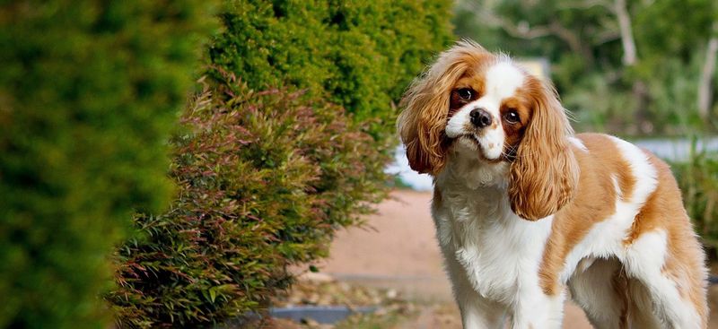 Cavalier King Charles Spaniel