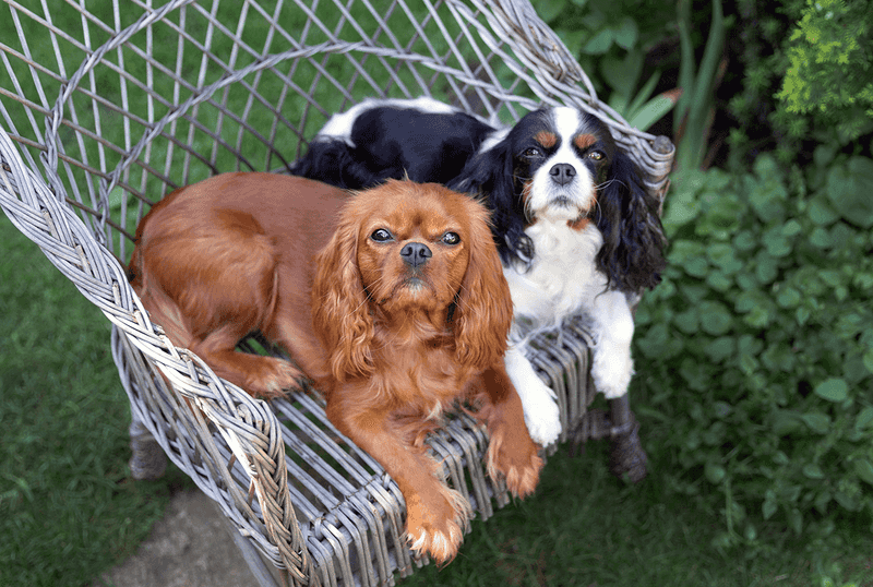 Cavalier King Charles Spaniel