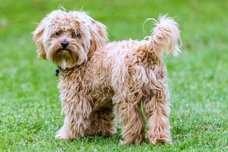 Cavapoo