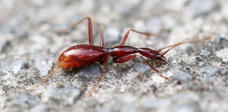 Cave Beetle