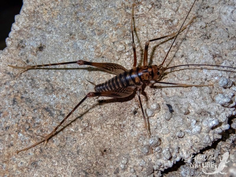 Cave Cricket