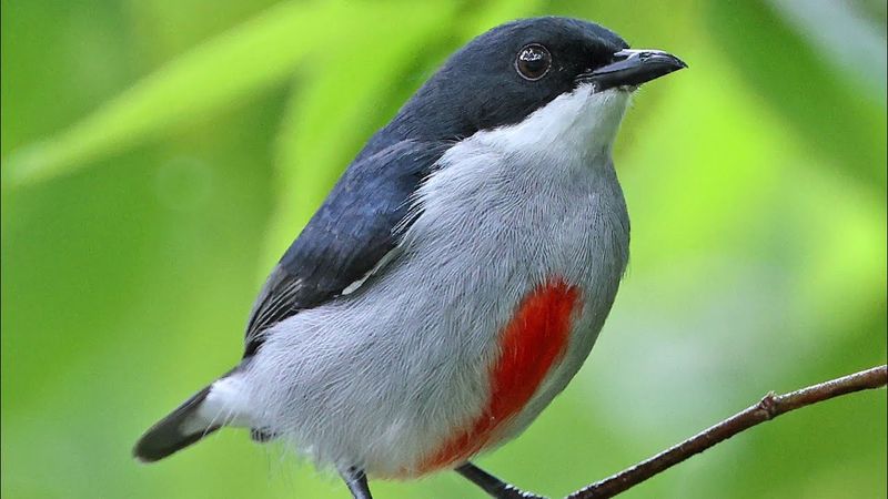 Cebu Flowerpecker