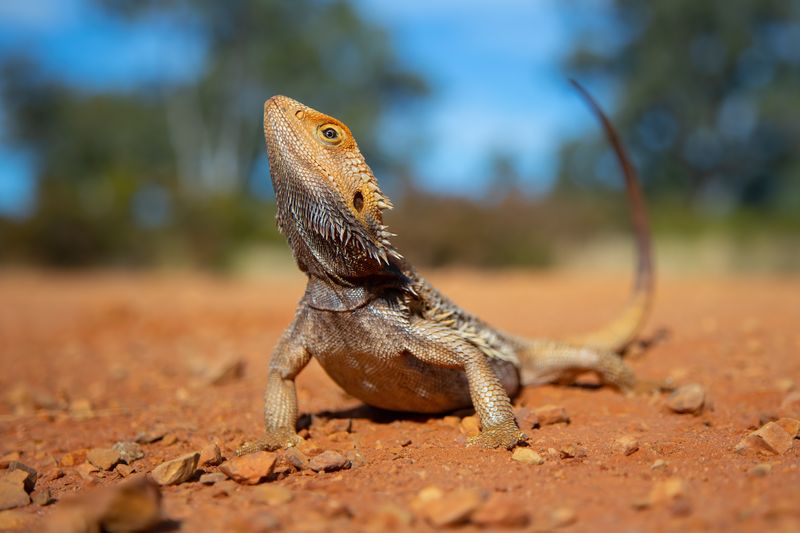 Eastern Bearded Dragon (Pogona barbata)