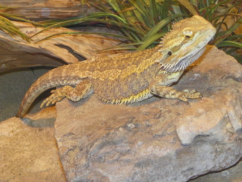 Central Bearded Dragon