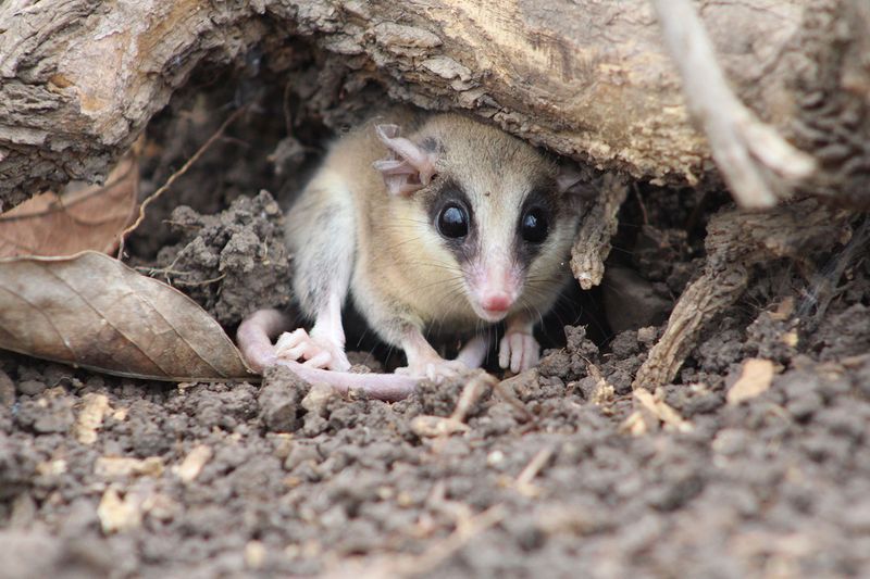 Cerro Largo Mouse Opossum