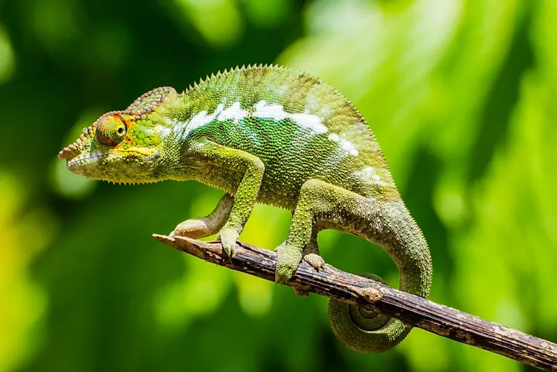 Chameleon