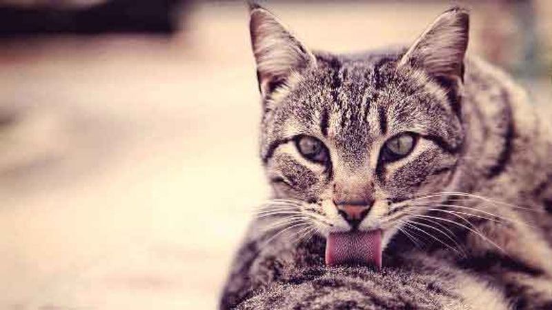 Changes in Grooming Habits