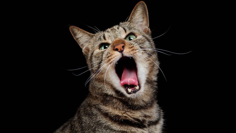 Changes in Vocalization