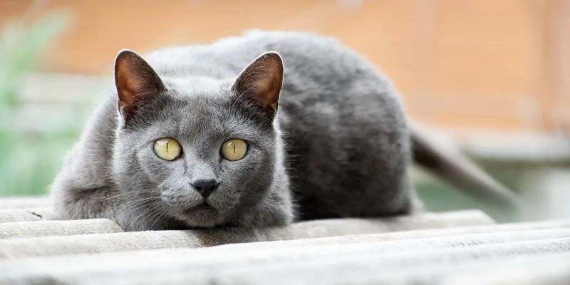 Chartreux