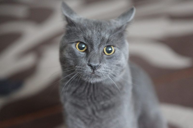 Chartreux