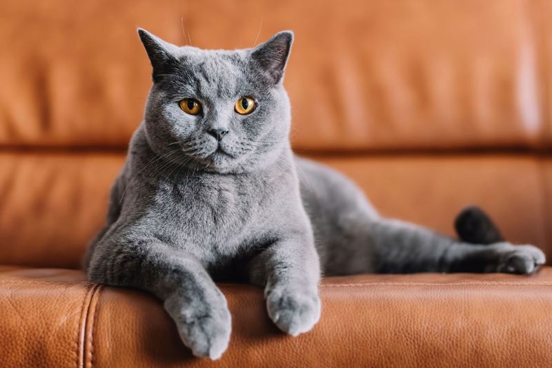 Chartreux