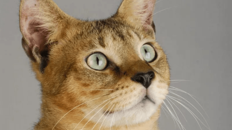 Chausie Fun Facts