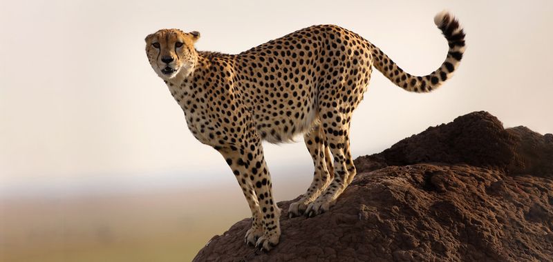 Cheetah