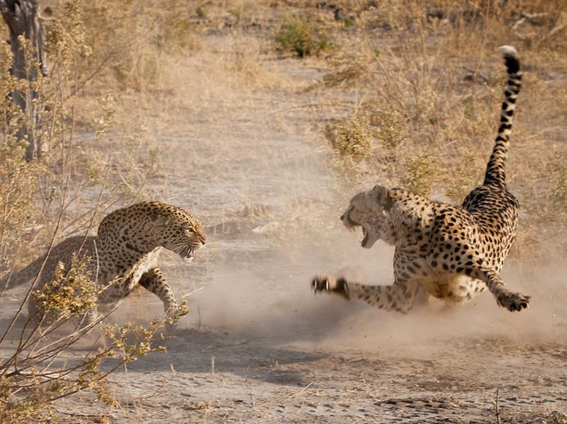 Cheetah vs Leopard