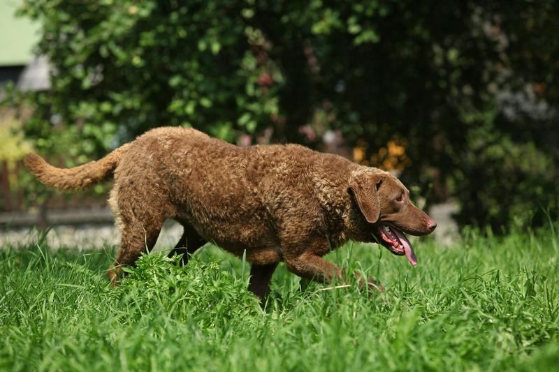 Chesapeake Bay Retriever