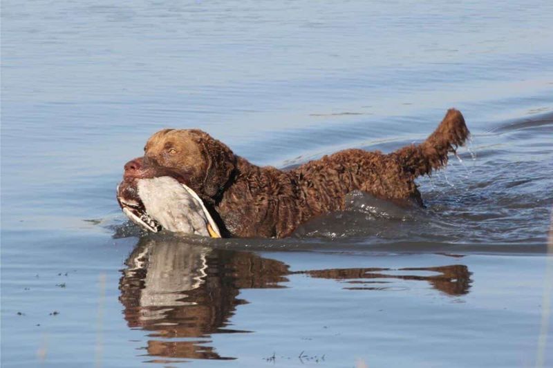 Chesapeake Bay Retriever