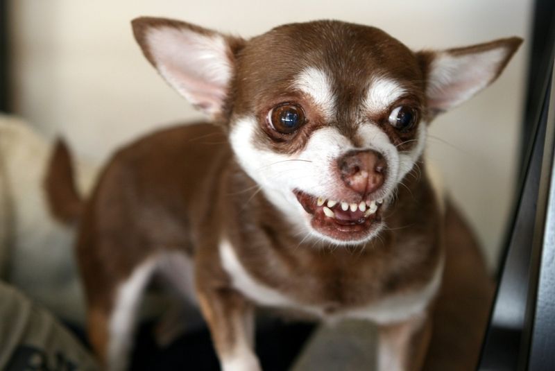 Chihuahua