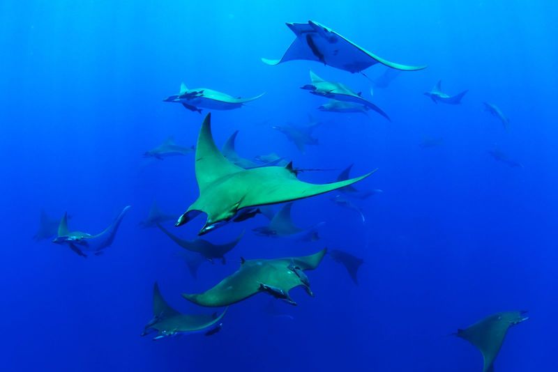 Chilean Devil Ray