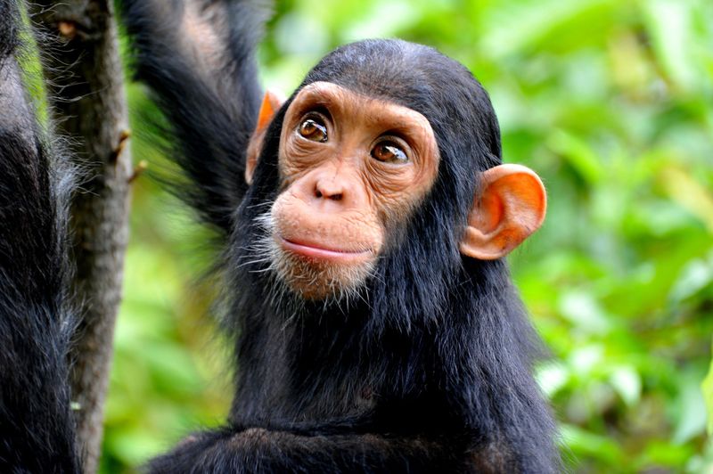 Chimpanzee