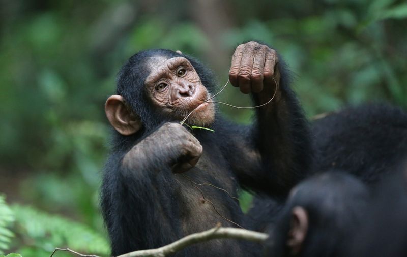 Chimpanzees