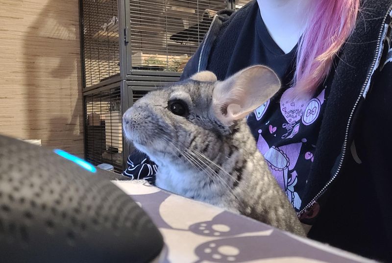 Chinchilla