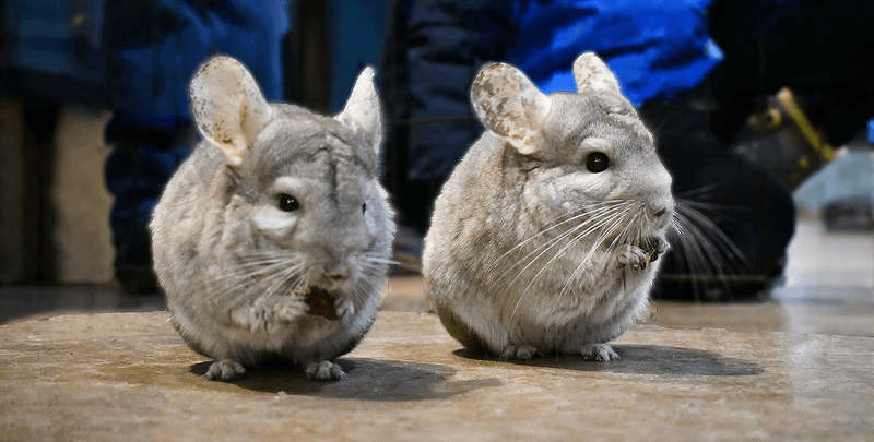 Chinchilla