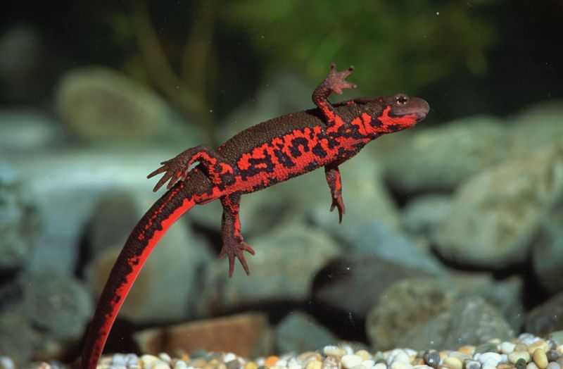 Chinese Fire-Bellied Newt