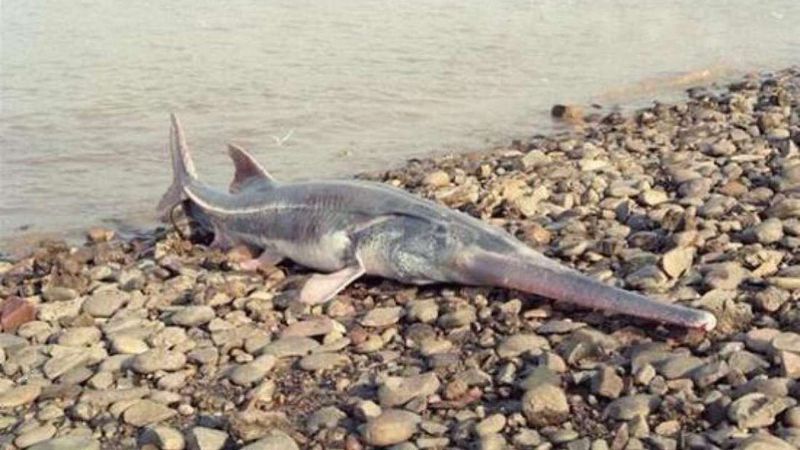 Chinese Paddlefish