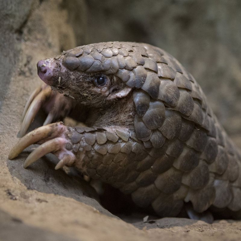 Chinese Pangolin