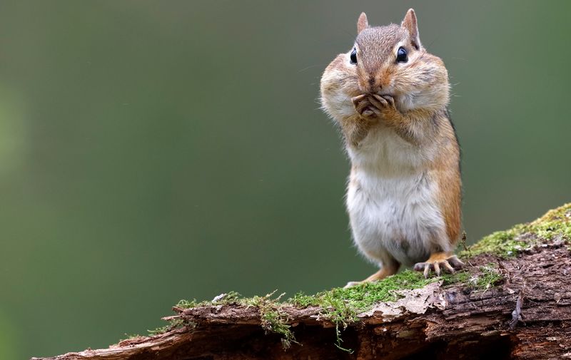 Chipmunk