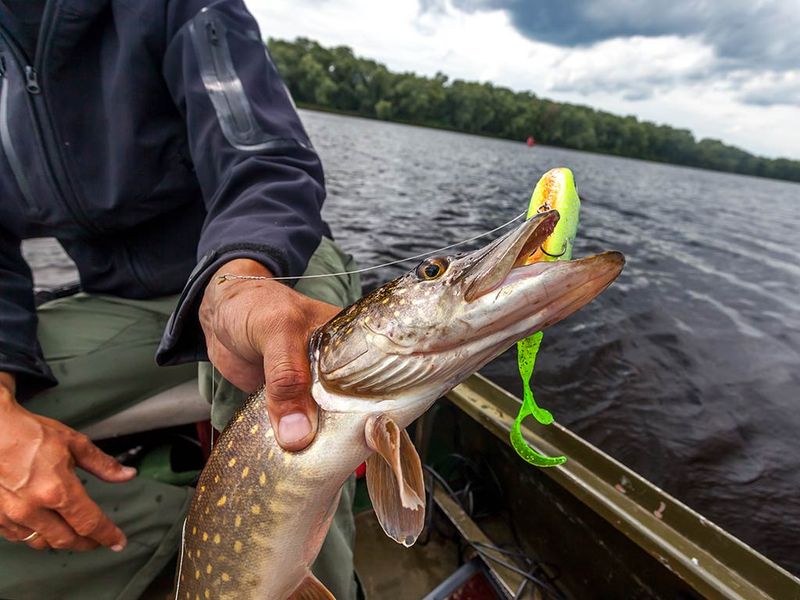 Choose the Right Time to Fish