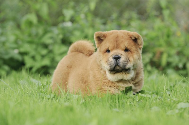 Chow Chow